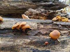 Galerina marginata