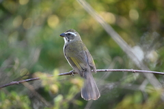 Saltator similis