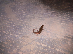 Eutropis macularia