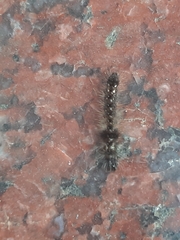 Acronicta rumicis