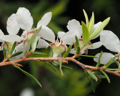 Leptospermum trinervium