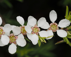 Leptospermum trinervium