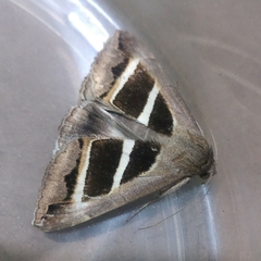 Grammodes bifasciata