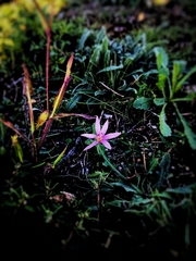Colchicum cupanii