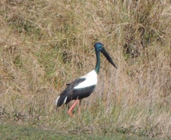 Ephippiorhynchus asiaticus