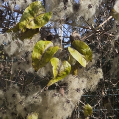Clematis vitalba