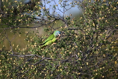 Thectocercus acuticaudatus