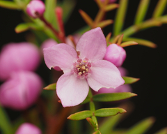 Boronia pinnata