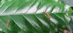 Myrmaplata plataleoides