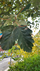 Scandosorbus intermedia