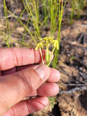 Lyperia tristis