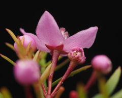 Boronia pinnata