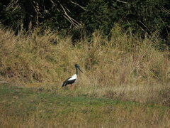 Ephippiorhynchus asiaticus