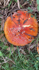 Amanita muscaria