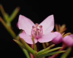 Boronia pinnata