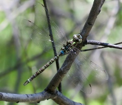 Rhionaeschna psilus