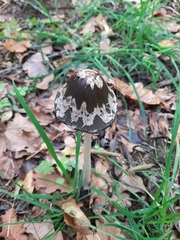 Coprinopsis picacea