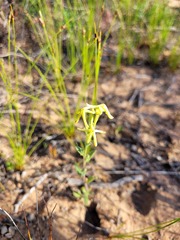 Lyperia tristis