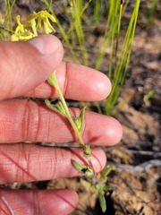Lyperia tristis