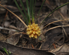 Lomandra glauca