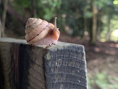 Satsuma papilliformis