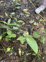 Melicytus ramiflorus