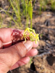 Lyperia tristis