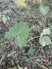 Xanthosoma sagittifolium