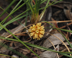 Lomandra glauca