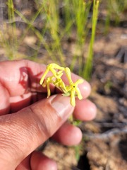 Lyperia tristis