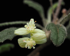 Xanthosia pilosa