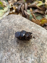 Ciboria batschiana