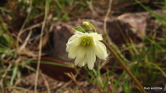 Knowltonia bracteata