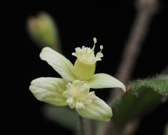 Xanthosia pilosa