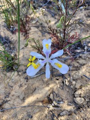 Moraea fugax