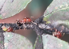 Lophomyrmex