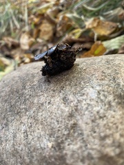 Ciboria batschiana