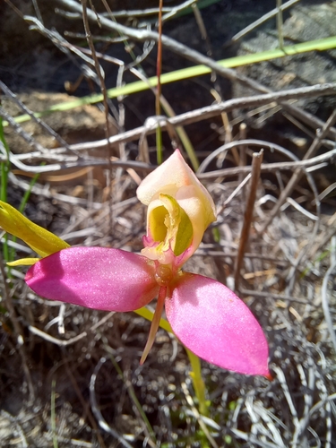 Image of Disa filicornis by (c) Danie Palm, some rights reserved (CC BY)