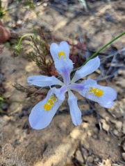 Moraea fugax