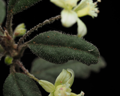 Xanthosia pilosa