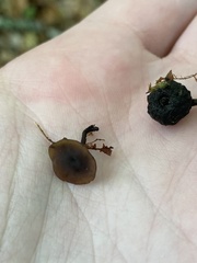 Ciboria batschiana