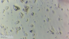 Ciboria batschiana