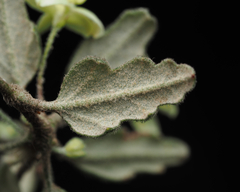 Xanthosia pilosa