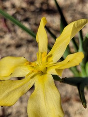Moraea nana