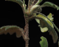 Xanthosia pilosa