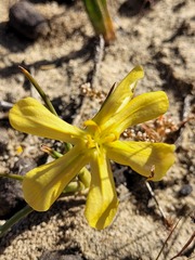 Moraea nana