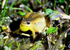 Dendropsophus minutus