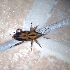 Metamasius hemipterus