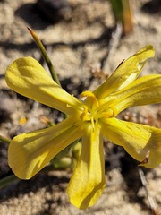 Moraea nana