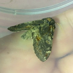 Notodonta dromedarius